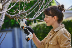 Stihl ASA 20 Cordless Secateurs In Action